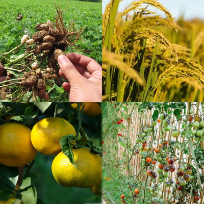 25 kg/Tasche Kaliumphosphat H2KO4P 98% Min. für industrielle und landwirtschaftliche Verwendung